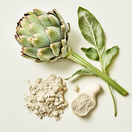 The artichoke is a perennial plant from the Asteraceae family. It has a very unique look: a long, hairy stem reaching over 1 m in height, ending with a large inflorescence. Artichoke extract has a protective effect on the liver, reducing oxidative stress in its tissue and supporting its functioning in metabolic diseases.
