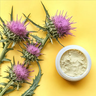 Milk Thistle Seed Extract (Silymarin)