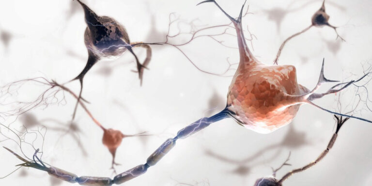 a digital illustration of several neurones with branching dendrites and axons, shown against a light background, highlighting their complex, web like structure. uk