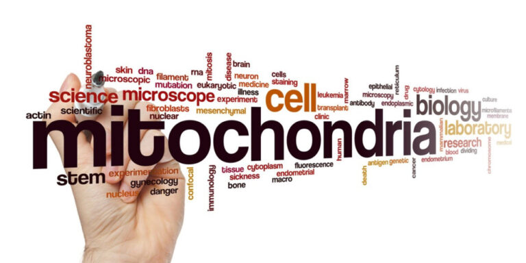 a hand holding up a cluster of colourful words related to mitochondria, such as cell, science, microscope, biology, energy, and laboratory, with mitochondria as the largest word in the centre. uk