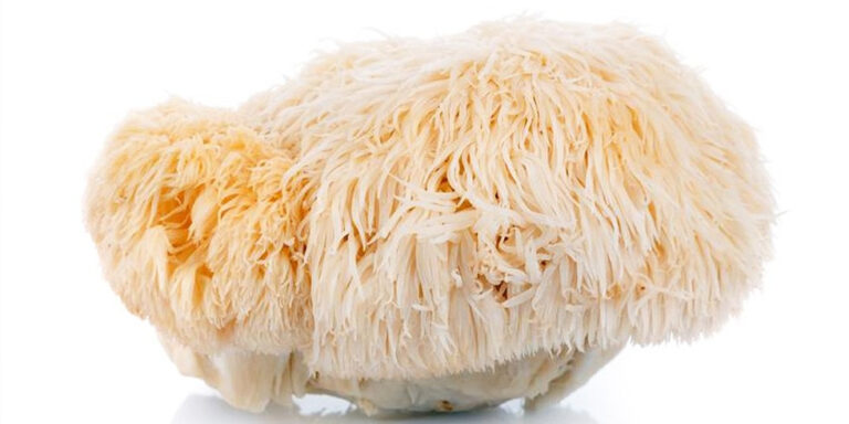 a close up of a single lion’s mane mushroom with shaggy, white, icicle like spines, isolated on a white background. uk