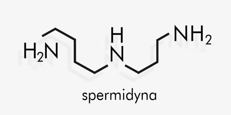a structural diagram of the molecule spermidine, showing the arrangement of nitrogen (nh₂) and carbon atoms, with the word spermidine written below. uk