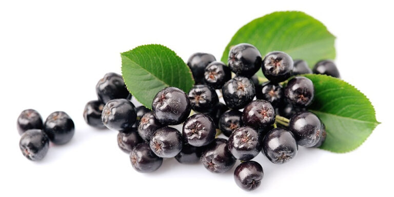 a cluster of dark purple aronia berries with green leaves, arranged on a white background. uk