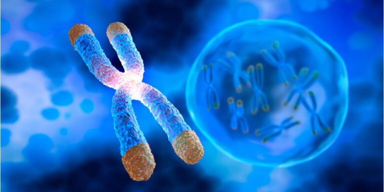 a close up illustration of a chromosome with a cell in the background, showing several chromosomes inside the cell. the image uses shades of blue, with the chromosome highlighted in orange and pink at the ends. uk