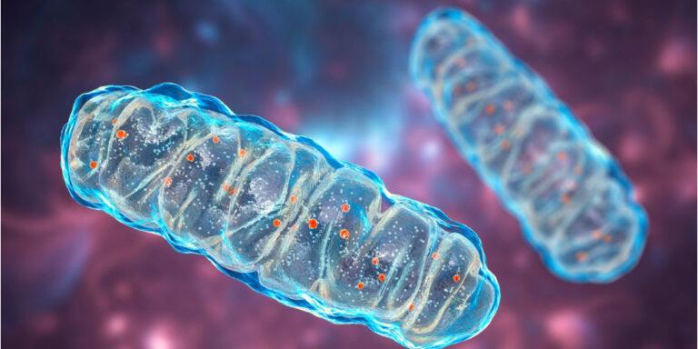 3d illustration of two mitochondria with a blue outer membrane and visible inner structures, floating against a blurred, purple and blue background. uk